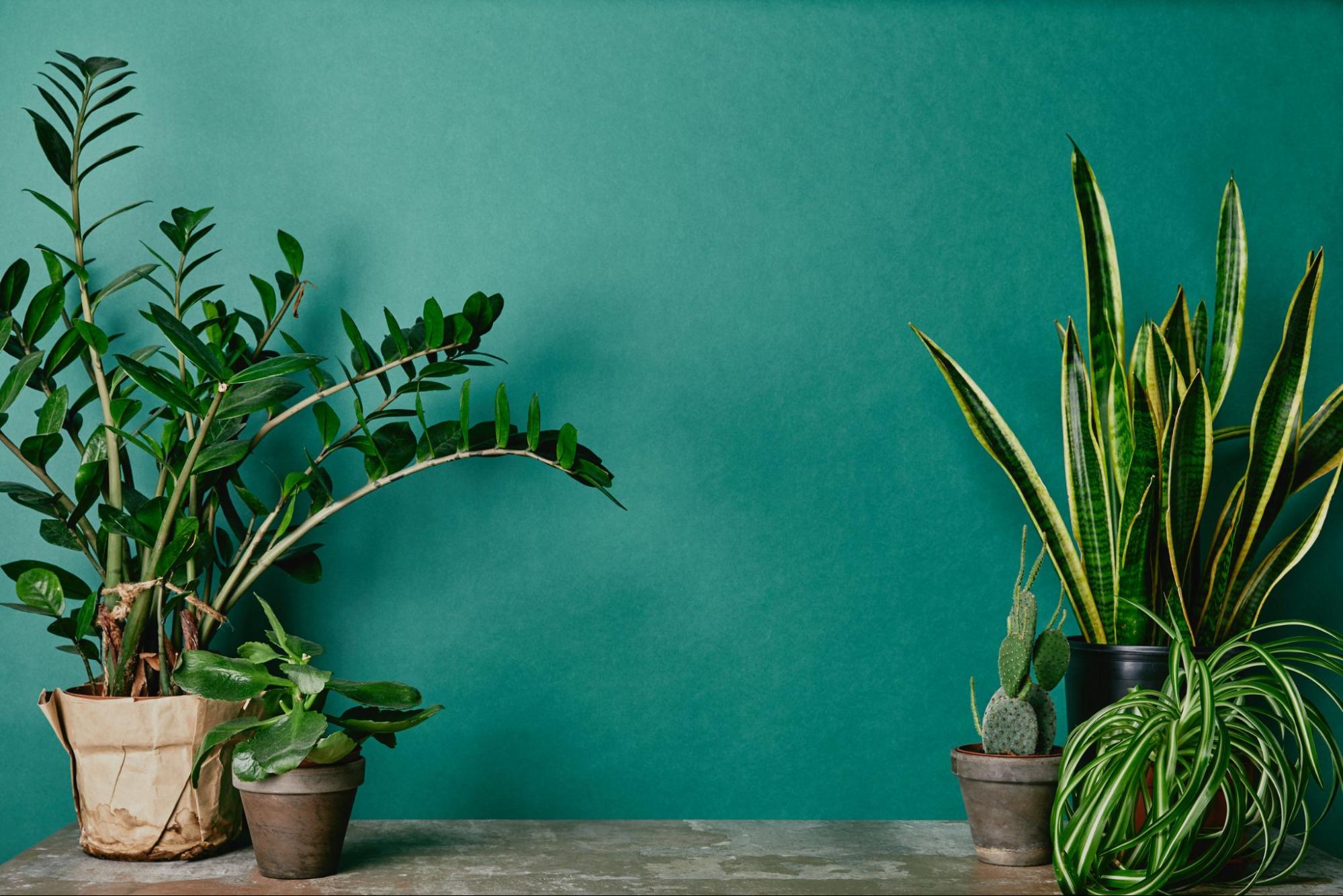Multiple green plants in pots on table with green wall