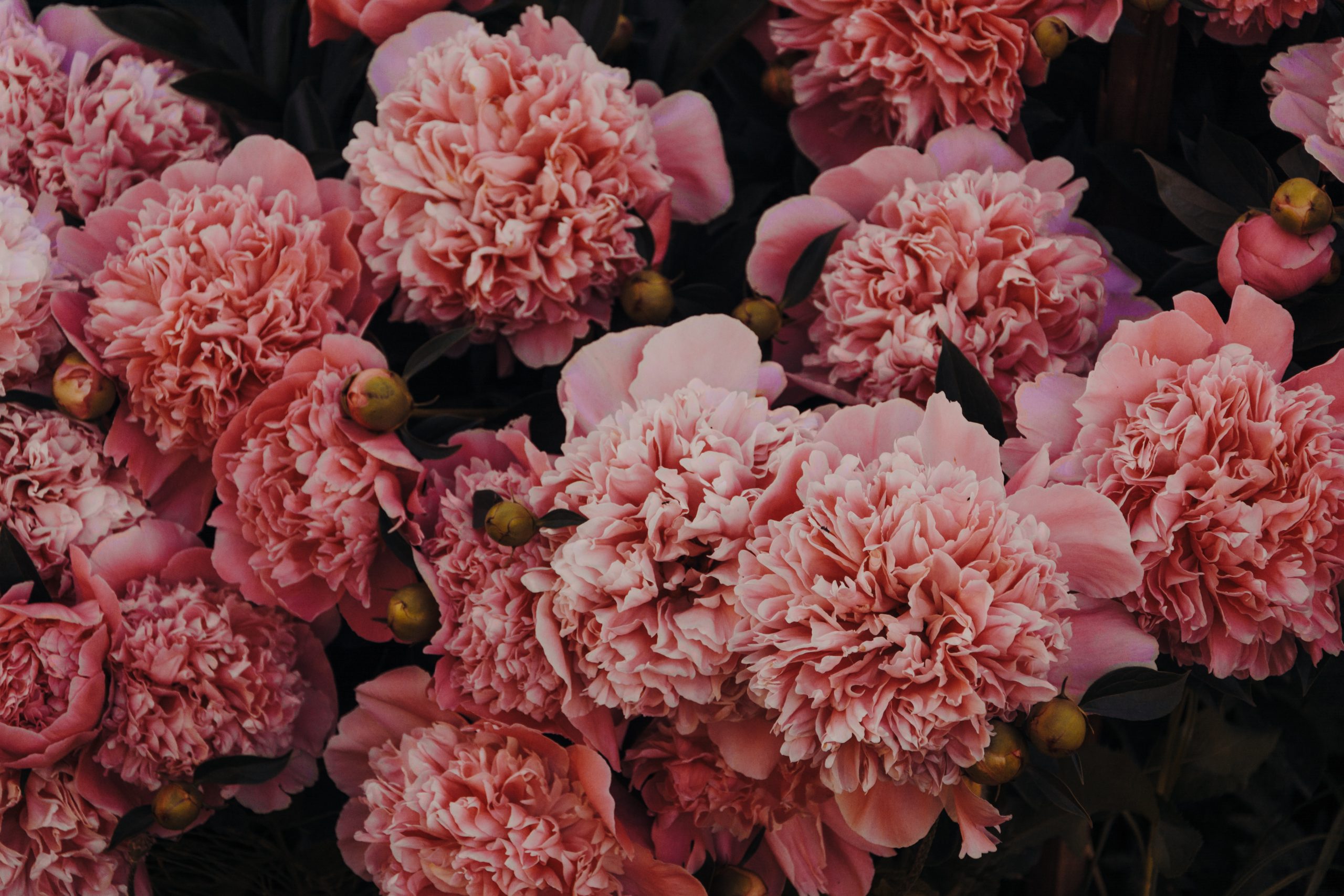 A cluster of carnations growing in a garden.
