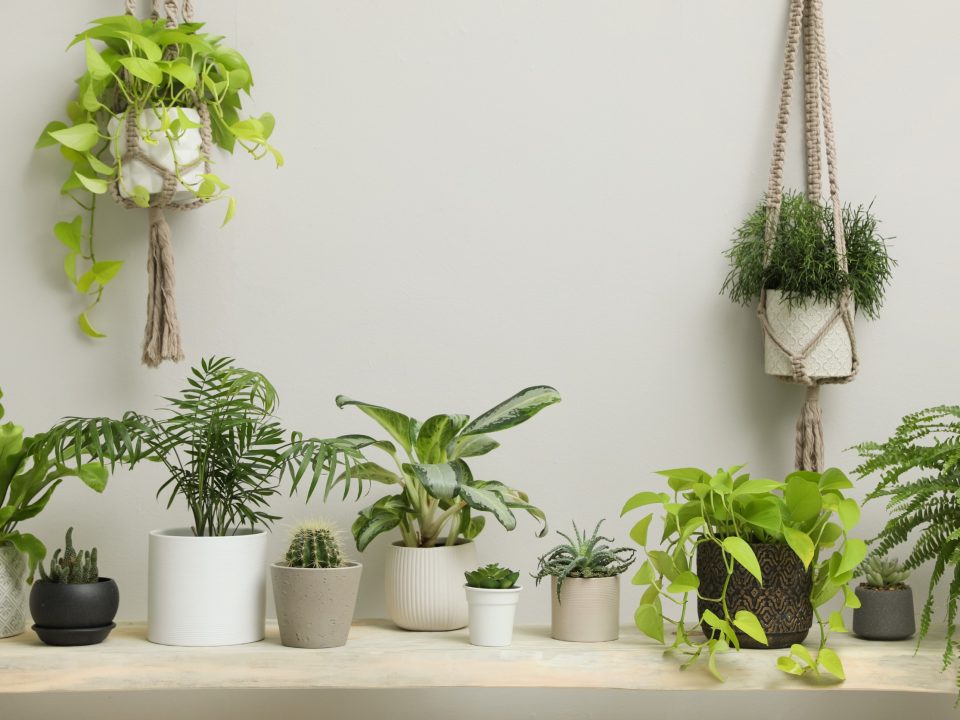 Collection of houseplants